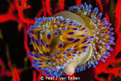 
Gas flame nudibranchs occur on both sides of the Cape P... by Peet J Van Eeden 